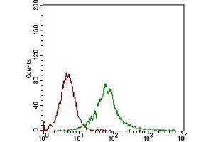 Flow cytometric analysis of Jurkat cells using CAMK2G mouse mAb (green) and negative control (red).