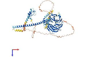 AlphaFold protein structure predicition of Human Recombinant COP1 Protein, UniprotID Q8NHY2