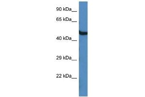 WB Suggested Anti-Oasl1 Antibody   Titration: 1. (OASL anticorps  (C-Term))