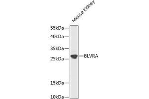 Western blot analysis of extracts of mouse kidney, using BLVRA antibody (ABIN1678871, ABIN3018072, ABIN3018073 and ABIN6220352) at 1:1000 dilution.