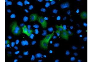 Anti-GPHN mouse monoclonal antibody (ABIN2454096) immunofluorescent staining of COS7 cells transiently transfected by pCMV6-ENTRY GPHN (RC205986). (Gephyrin anticorps)