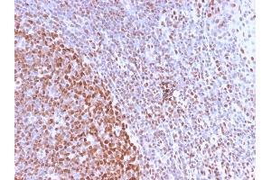 Formalin-fixed, paraffin-embedded human Tonsil stained with Pan-Nuclear Antigen Monoclonal Antibody (NM2984R). (Recombinant Nuclear Antigen (Pan-Nuclear Marker) anticorps)