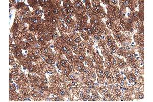 Image no. 7 for anti-Aldehyde Dehydrogenase 1 Family, Member L1 (ALDH1L1) antibody (ABIN1496585) (ALDH1L1 anticorps)