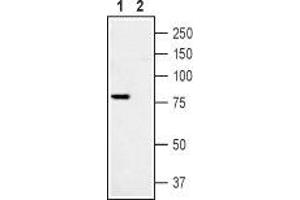 Western blot analysis of Rat DRG lysate: - 1. (TRPV1 anticorps  (C-Term, Intracellular))
