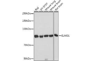 Western blot analysis of extracts of various cell lines, using ELMO1 Rabbit mAb (ABIN7266951) at 1:1000 dilution. (ELMO1 anticorps)