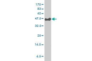 PSCD3 monoclonal antibody (M01), clone 6D3-1A9 Western Blot analysis of PSCD3 expression in Hela S3 NE . (Cytohesin 3 anticorps  (AA 1-180))