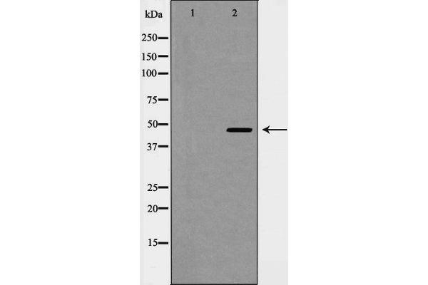 Cyclin E2 antibody  (C-Term)