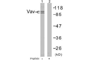 Image no. 1 for anti-Vav 1 Oncogene (VAV1) (Tyr174) antibody (ABIN197375) (VAV1 anticorps  (Tyr174))
