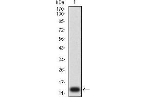 Western blot analysis using P2RY1 mAb against human P2RY1 (AA: extra mix) recombinant protein.