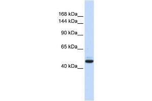 anti-Growth Regulation By Estrogen in Breast Cancer 1 (GREB1) (N-Term) antibody