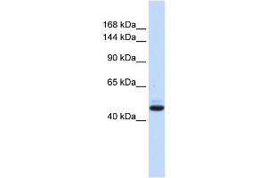WB Suggested Anti-GREB1 Antibody Titration:  0. (GREB1 anticorps  (N-Term))