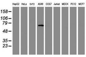 Image no. 2 for anti-Tripartite Motif Containing 9 (TRIM9) (AA 284-669) antibody (ABIN1491330) (TRIM9 anticorps  (AA 284-669))