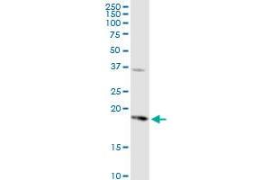 PTGES MaxPab rabbit polyclonal antibody.