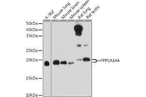 Western blot analysis of extracts of various cell lines, using PPP1R14A Rabbit pAb (ABIN6129448, ABIN6146065, ABIN6146066 and ABIN6214316) at 1:1000 dilution.