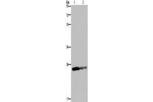 Western Blotting (WB) image for anti-Glutathione S-Transferase pi 1 (GSTP1) antibody (ABIN2423572) (GSTP1 anticorps)
