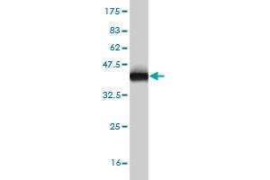 Western Blot detection against Immunogen (36.