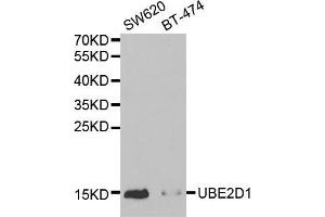 Western blot analysis of extracts of various cell lines, using UBE2D1 antibody (ABIN5971011) at 1/1000 dilution. (UBE2D1 anticorps)