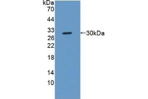 Figure. (NOTCH2NL anticorps  (AA 1-236))