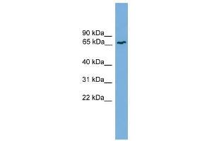Western Blot showing MRE11A antibody used at a concentration of 1-2 ug/ml to detect its target protein. (Mre11 anticorps  (Middle Region))