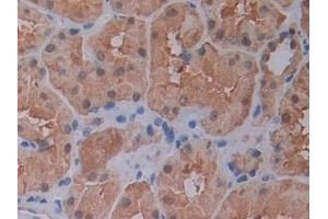 anti-Phosphatidylethanolamine Binding Protein 1 (PEBP1) (AA 2-187) antibody