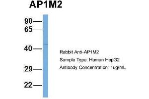 Human HepG2; Host:Rabbit. (AP1m2 anticorps  (N-Term))