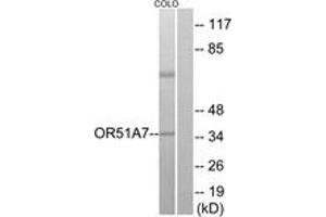 Western blot analysis of extracts from COLO cells, using OR51A7 Antibody. (OR51A7 anticorps  (AA 232-281))