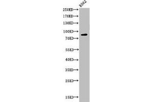 Western Blot analysis of K562 cells using Acetyl-HSP 90 (K292/284) Polyclonal Antibody (HSP90AA1 anticorps  (acLys292))