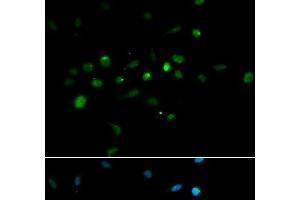 Immunofluorescence analysis of A549 cells using TRIM63 Polyclonal Antibody (TRIM63 anticorps)