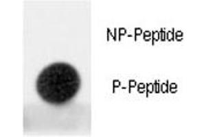 Dot blot analysis of phospho-MDM2 antibody.