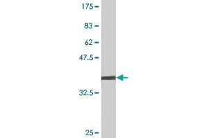 Western Blot detection against Immunogen (36.