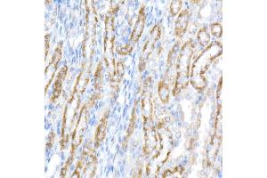 Immunohistochemistry of paraffin-embedded rat kidney using ACADS / SCAD Rabbit mAb (ABIN7265419) at dilution of 1:50 (40x lens). (ACADS anticorps)