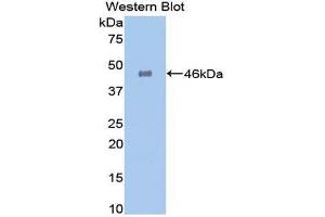 Western Blotting (WB) image for anti-Galactosidase, alpha (GLA) (AA 81-429) antibody (ABIN3201346) (GLA anticorps  (AA 81-429))
