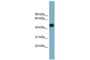 ABHD12 antibody used at 1 ug/ml to detect target protein. (ABHD12 anticorps  (Middle Region))