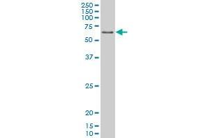 PPARD monoclonal antibody (M03), clone 1G4 Western Blot analysis of PPARD expression in K-562 .