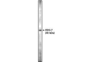 Western blot analysis using anti-EDG-7 CT antibody on RH7777 cell lysates transfected with full length human EDG-7 using Pierce Femto Signal substrate. (LPAR3 anticorps  (C-Term))