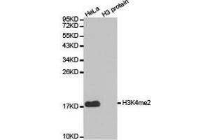 Western blot analysis of extracts of HeLa cell line and H3 protein expressed in E. (Histone 3 anticorps  (H3K4me2))