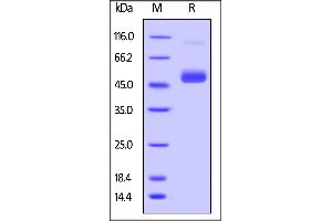 Zika Virus NS1 (ZIKV NS1) (AA 796-1148) protein (His tag,AVI tag,Biotin)