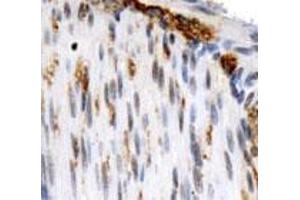 Immunohistochemical staining of OS9 on mouse smooth muscle using with OS9 polyclonal antibody . (OS9 anticorps  (AA 300-400))