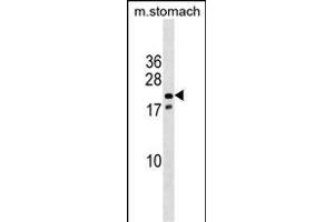 Mouse Nkx3-1 Antibody (Center) (ABIN1538513 and ABIN2838313) western blot analysis in mouse stomach tissue lysates (35 μg/lane). (NKX3-1 anticorps  (AA 58-86))
