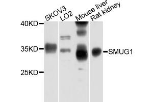 Western blot analysis of extracts of various cell lines, using SMUG1 antibody. (SMUG1 anticorps)