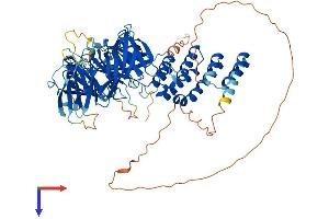 AlphaFold protein structure predicition of Human Recombinant WDPCP Protein, UniprotID O95876
