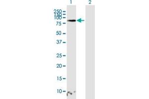 Western Blot analysis of TAGAP expression in transfected 293T cell line by TAGAP MaxPab polyclonal antibody.