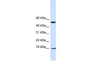 Western Blotting (WB) image for anti-ATPase Inhibitory Factor 1 (ATPIF1) antibody (ABIN2459198) (ATPase Inhibitory Factor 1 anticorps)
