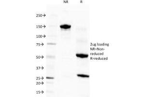 SDS-PAGE Analysis of Purified, BSA-Free Eosinophil Peroxidase Antibody (clone EPO104). (EPX anticorps)