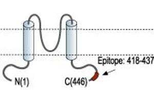 Representative domain view of the target of ABIN7236399. (Potassium Inwardly-Rectifying Channel, Subfamily J, Member 4 (KCNJ4) Peptide)