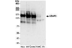 Western Blotting (WB) image for anti-Ubiquitin Associated Protein 2 (UBAP2) (AA 450-500) antibody (ABIN7450860)