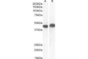 (ABIN2613380) (1 μg/mL) staining of CaCo-2 (A) and (0.