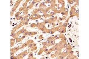 IHC analysis of FFPE human liver section using FGFR2 antibody