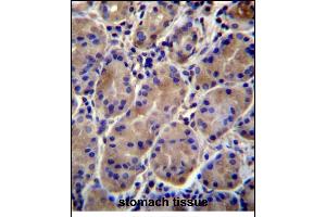 KCNJ13 Antibody (N-term) (ABIN656321 and ABIN2845620) immunohistochemistry analysis in formalin fixed and paraffin embedded human stomach tissue followed by peroxidase conjugation of the secondary antibody and DAB staining. (KCNJ13 anticorps  (N-Term))