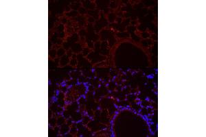 Immunofluorescence analysis of mouse lung cells using NLRC4 Rabbit pAb (ABIN6129418, ABIN6144657, ABIN6144659 and ABIN6223243) at dilution of 1:100 (40x lens). (NLRC4 anticorps  (AA 1-250))